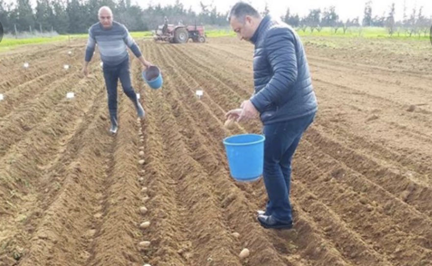 Yeni patates çeşitleri deneniyor