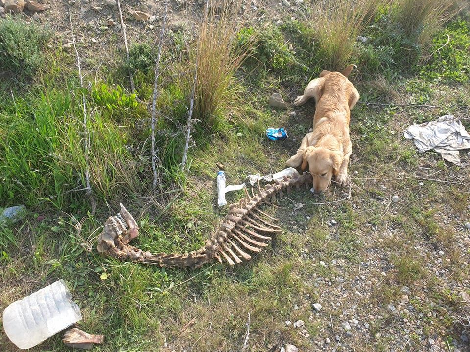 30 köpek açlığa terk edildi