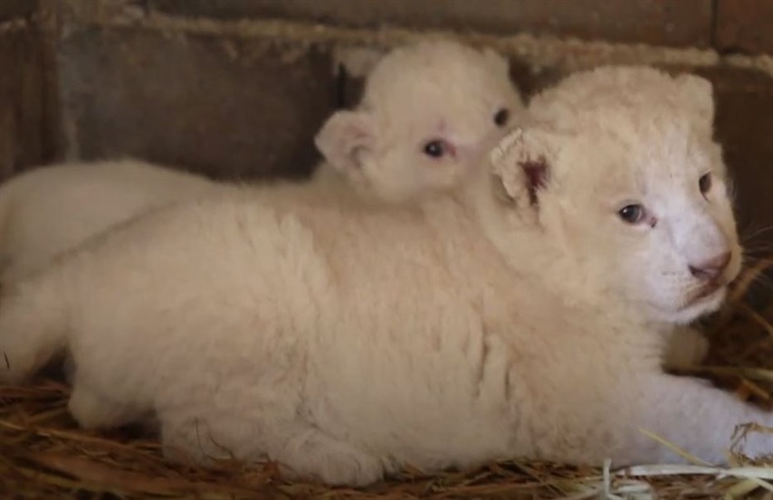 BAF hayvanat bahçesinde iki beyaz aslan doğdu