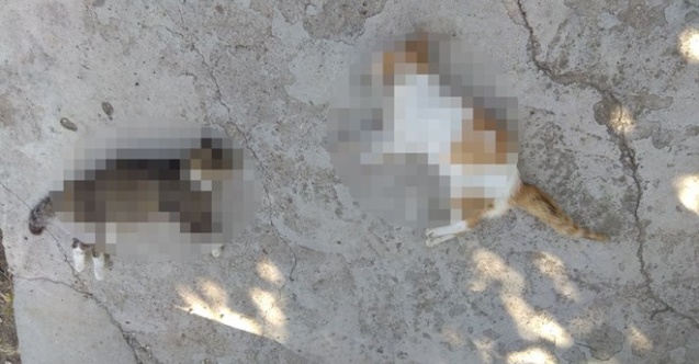 12 kedi ve 3 köpek zehirli etle öldürüldü