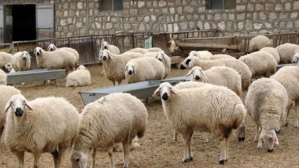 DÜÇ, kasaplık hayvan satışı yapacak