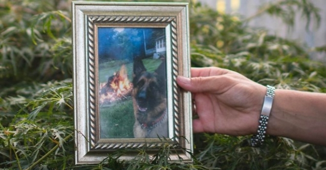 ABD'de Covid-19 testi pozitif çıkan köpek hayatını kaybetti