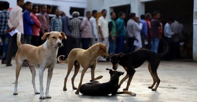 Hindistan'ın Nagaland eyaletinde köpek eti yasaklandı