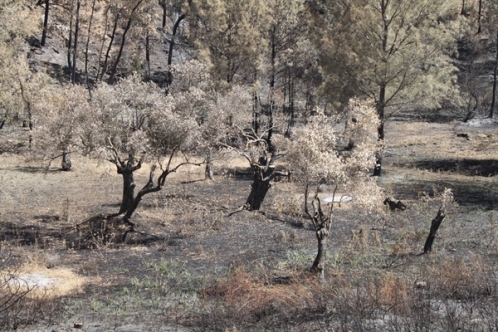 Kalkanlı anıt zeytin ağaçlarının geleceği için yerinde inceleme yapılacak