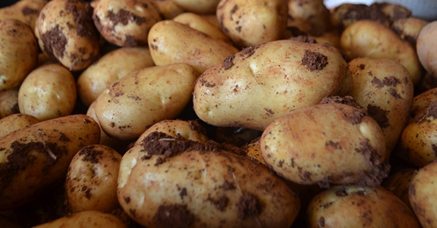 Patates ürünü zarar gören üreticilere 37 bin TL tazminat ödendi