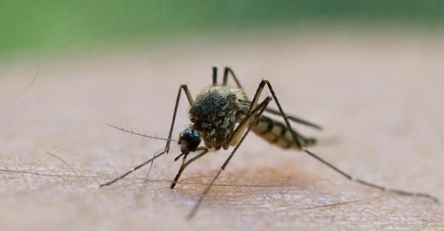 Sineklerle ilgili endişelendiren açıklama: Virüsü taşıyabilme riski fazla