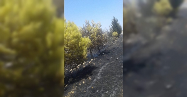Bu neyin intikamı? Ağaçları kasten yaktılar!
