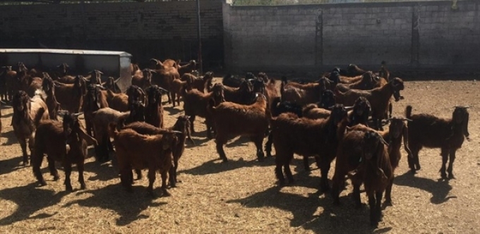 Devlet Üretme Çiftlikleri damızlık oğlak satışları 32 TL/Kg’dan başladı