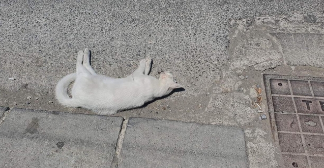 Dikkat! Lefkoşa’da zehir uyarısı