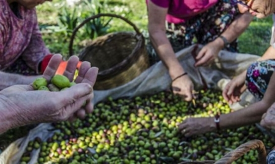 Gazimağusa’da zeytin hasat tarihleri belirlendi