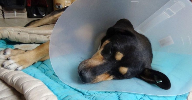 İnsanlık dışı! Köpeğin vajinasından el feneri çıktı!