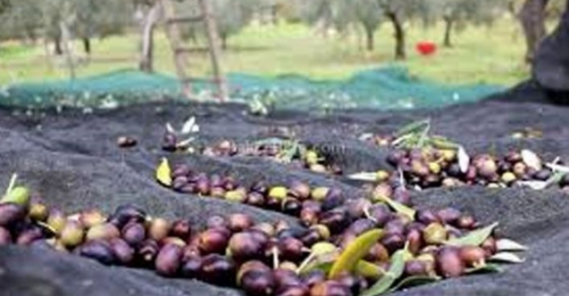 İskele ‘de yerli zeytin hasadı 25 Eylül’de başlayacak