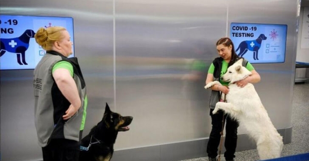 Koronavirüsü tespit eden köpekler göreve başladı