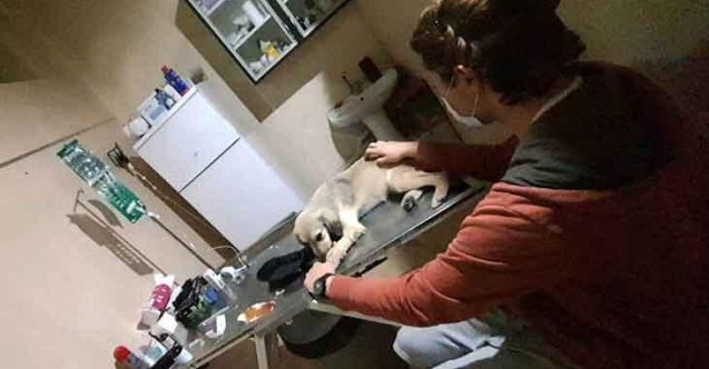 16 köpeği öldürdüler, serbest bırakıldılar