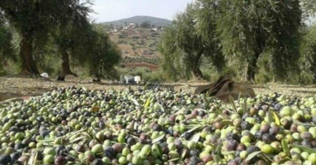 Esentepe'de zeytin hırsızlığı