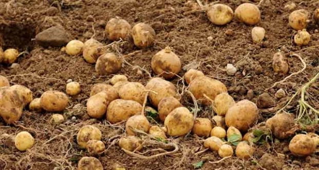 Sonbahar patates ekimi yapılan araziler yarına kadar beyan edilmeli