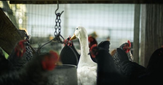 Kümes hayvanlarına 'kuş gribi' karantinası