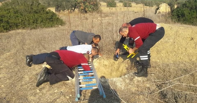 Kuyuya düşen köpeği ölümden kurtardılar