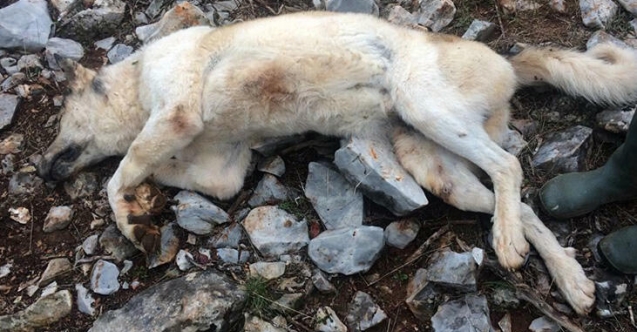 Köpeğini çok yemek yiyor diye öldürdü