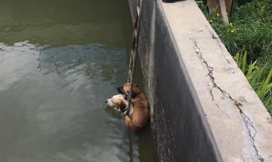 Havuza düşen köpekleri zabıta kurtardı