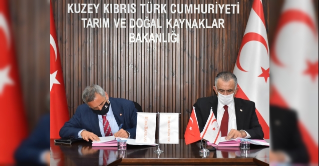 Kalkanlı’ya 44 bin fidan dikiliyor