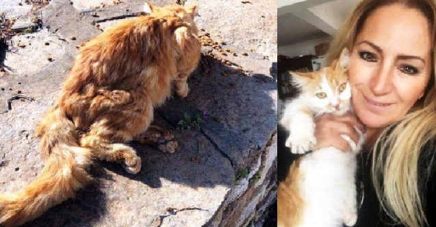 Sokak kedisini kurşunladılar