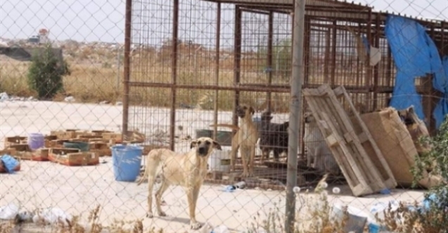 “40 köpek ölüme terk edildi”