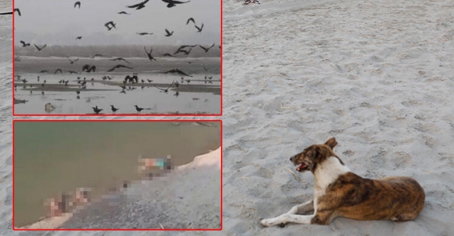 Korkunç görüntüler! Cesetleri köpekler yemeye başladı