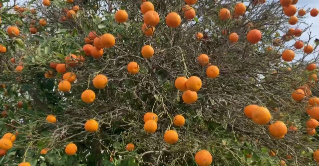 Narenciye elde kaldı