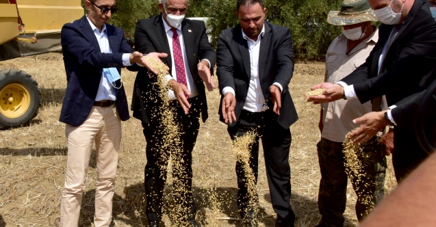 Tescilli arpada ilk hasat