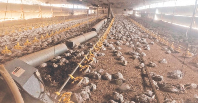 347 konut yandı, 80 bin tavuk telef oldu!