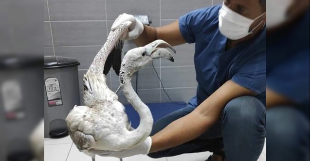 Flamingo’dan güzel haber