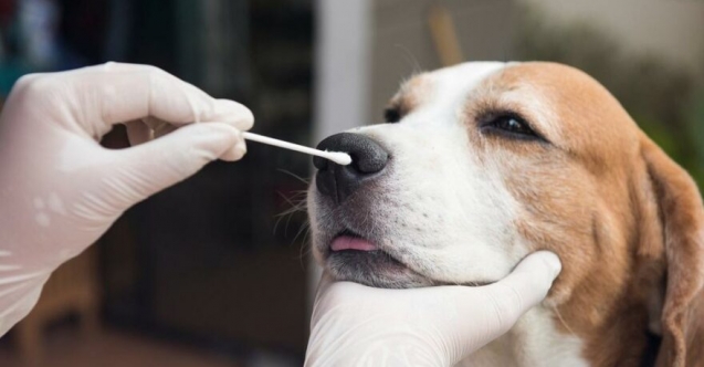 Dünyada ilk! Corona virüsü kedi ve köpeğine bulaştırdı