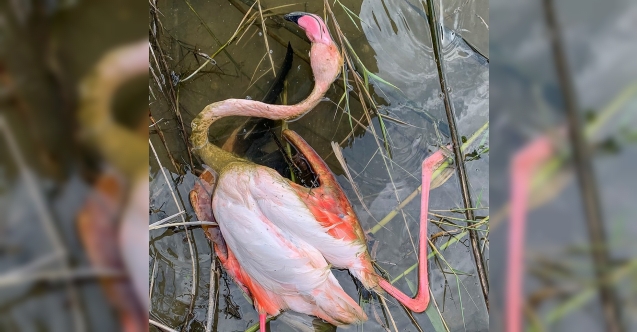 Kancalı misinaya takılan flamingo öldü