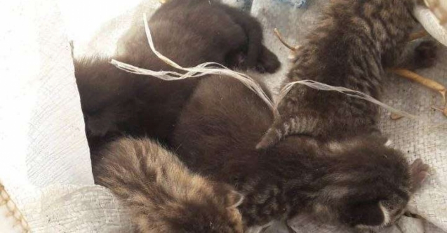 Kedi katliamı!