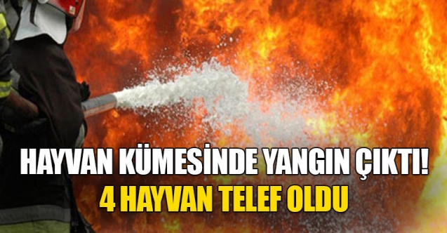 Dört hayvan yanarak telef oldu