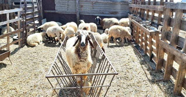 Hayvan satışlarında okka kullananlara ceza
