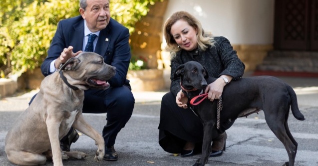 Köpek katliamına Tatar'dan tepki: "Failler bulunmalı"