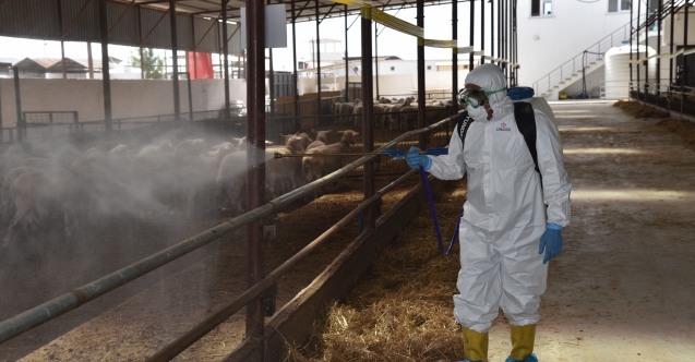 Mağusa'da 264 işletme ve 16 bin hayvan karantinaya alındı