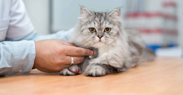 FİP hastalığı Kuzey Kıbrıs’ta da görüldü! Ev kedileri tehlikede