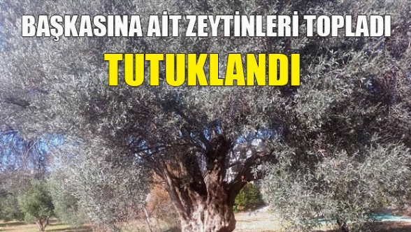Başkasının ağacından zeytinleri çaldı