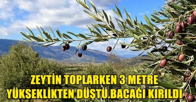 Ağaçtan düşen genç yaralandı