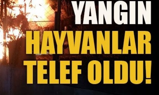 Ağılda çıkan yangında hayvanlar telef oldu