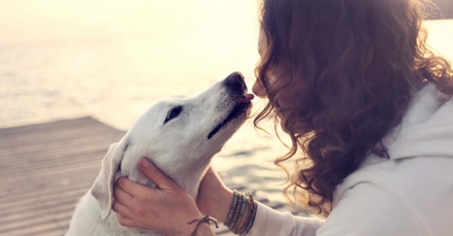 Köpek sahipleri dikkat! Uygulamayana ceza kesilecek