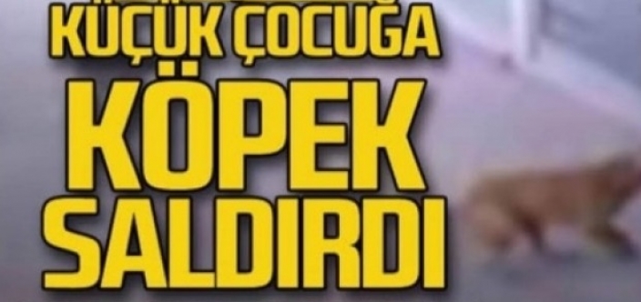 Çocuğu yaralayan köpeğin sahibine ceza