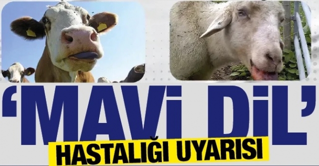 Kime inanacağız? Bakan başka veterinerler başka konuşuyor