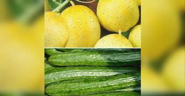 Araçtan gümrüksüz limon ve salatalıklar çıktı