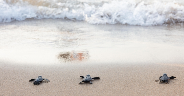 Merit kumsalında yavru kaplumbağalardan yaşama ilk adım