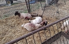 Mehmetçik’te başıboş köpek dehşeti