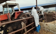 17 bin 300 büyükbaş hayvan aşılandı